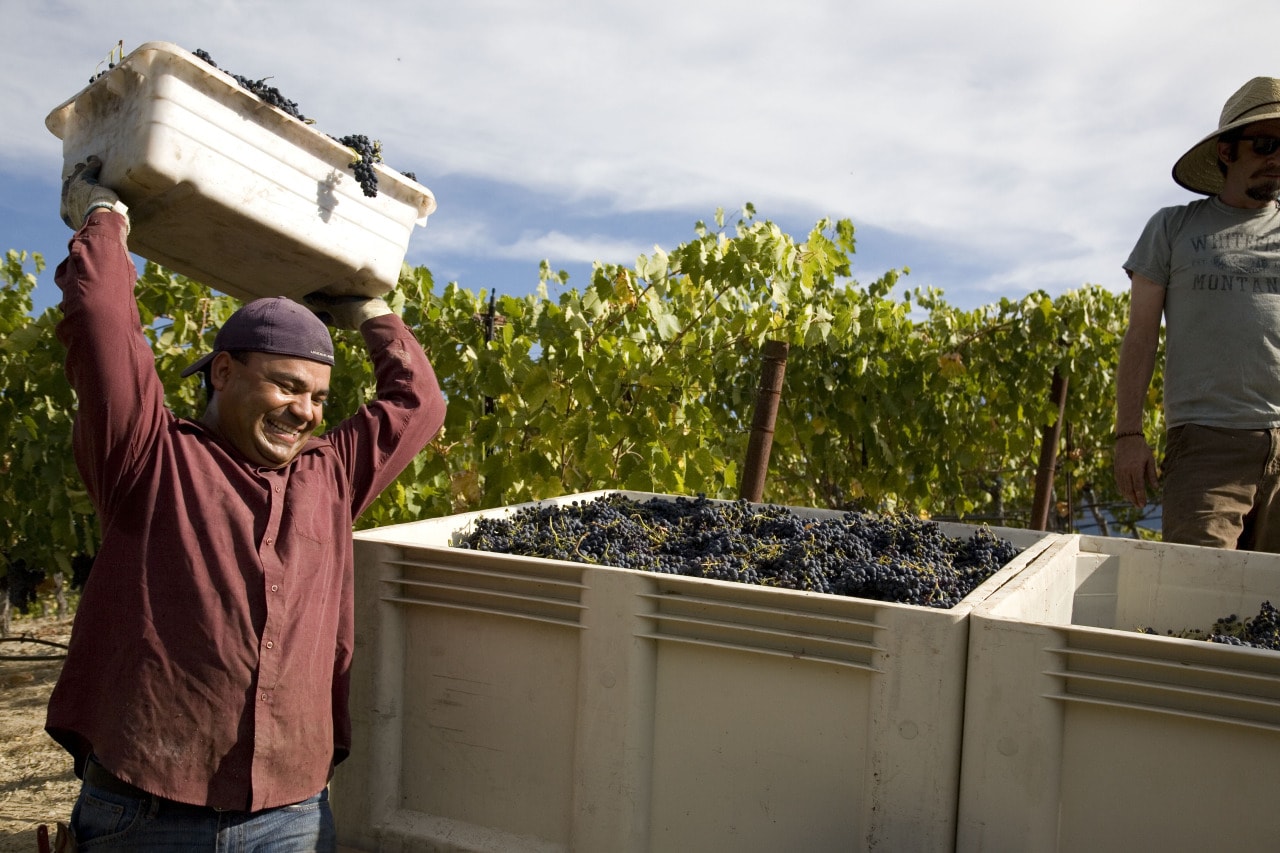 sangiovese-harvest-idle-cellars-sonoma-winery