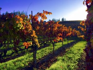 kick-ranch-vineyard-sonoma-county-vines