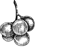 grape-illustration