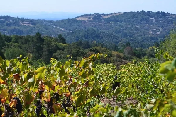 peaceland peaceland-vineyard