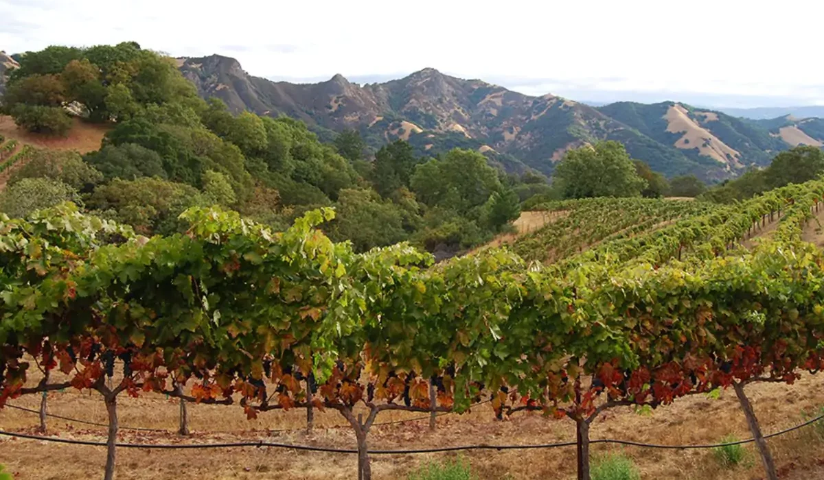 peaceland-wines
