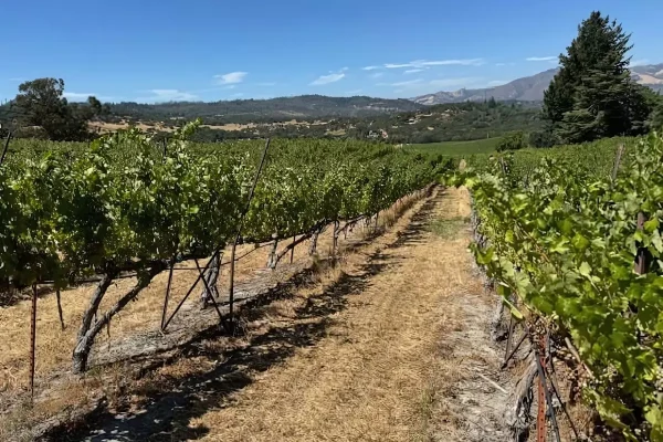 pickberry Vineyard Sonoma mountains pickberry Vineyard Sonoma mountains