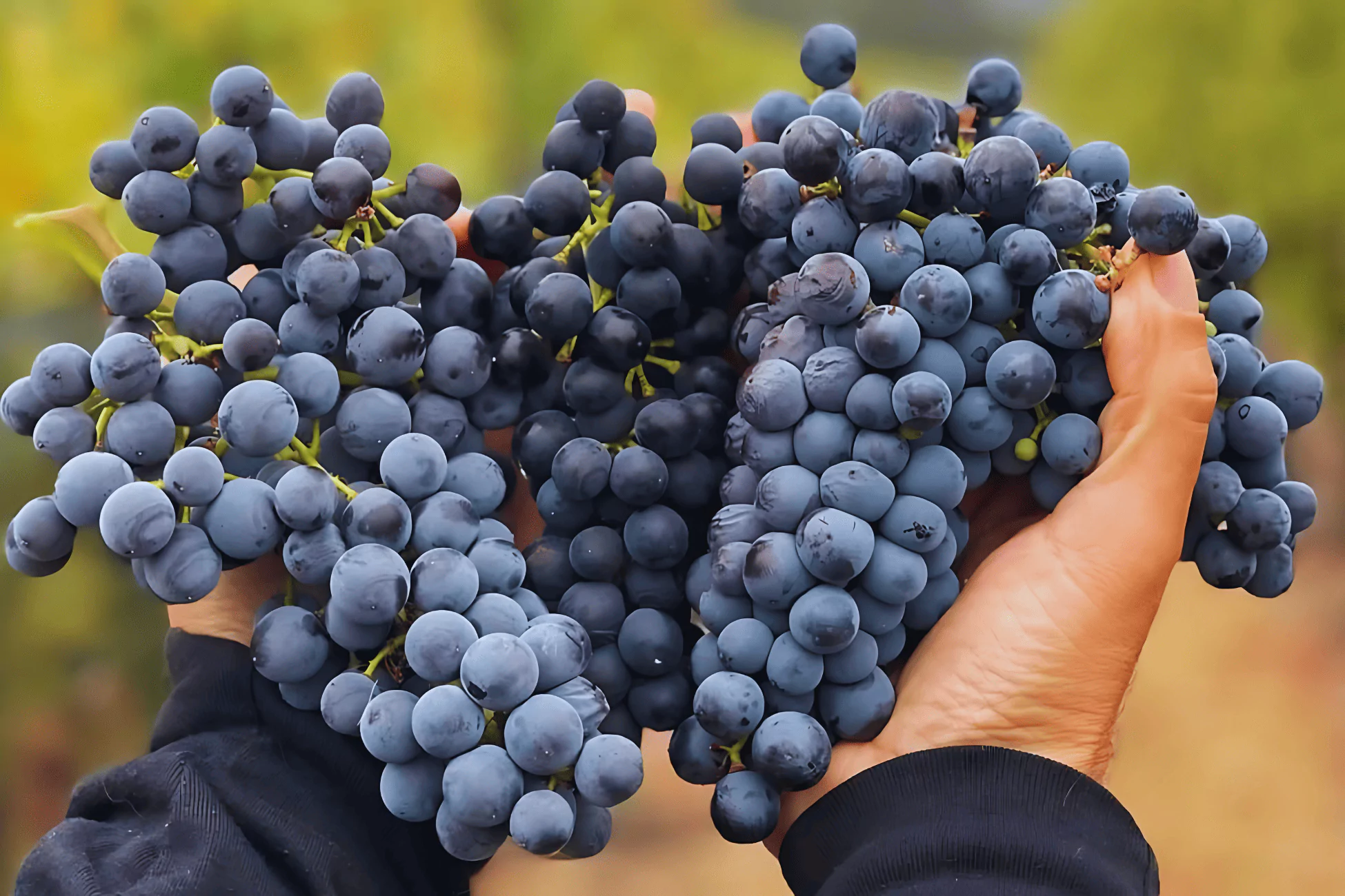 Idle Cellars wine hero image