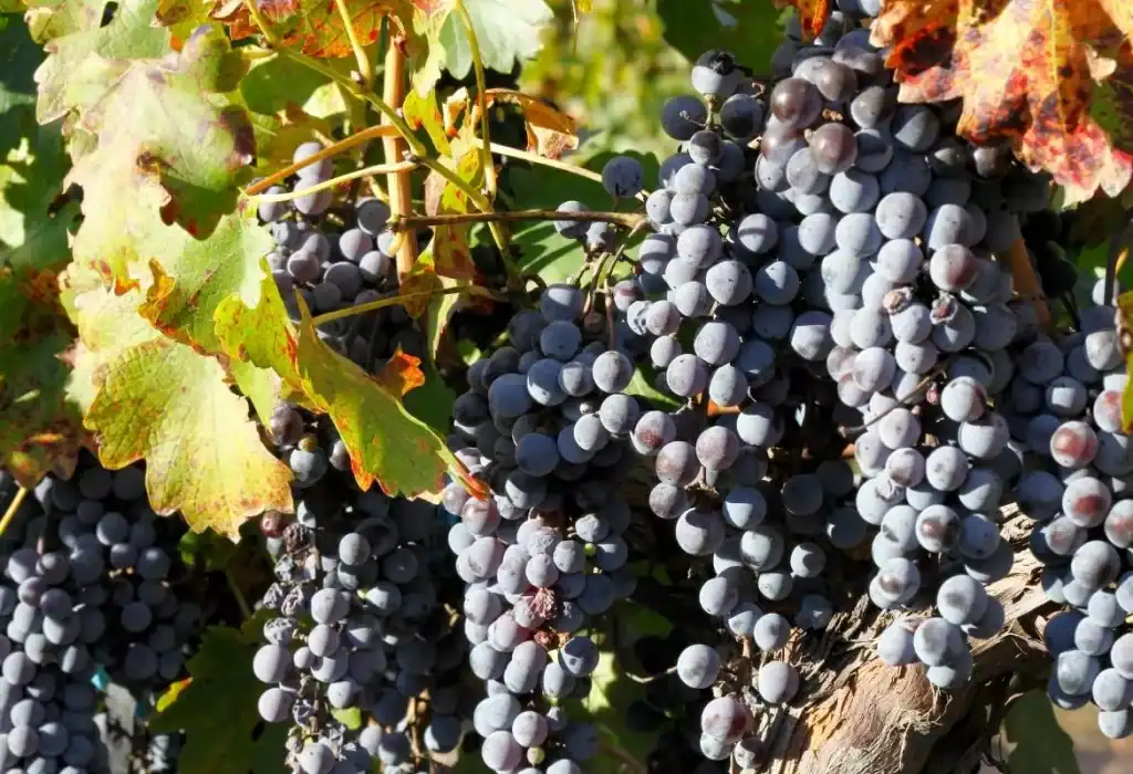 sonoma-cabernet-sauvignon