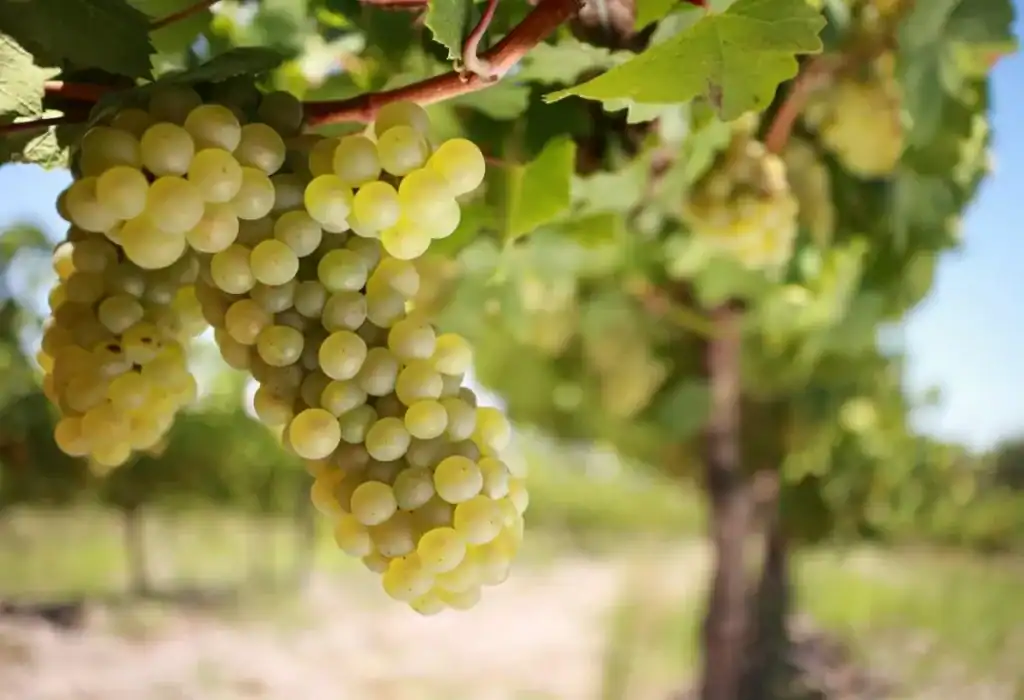 sonoma-valley-chardonnay