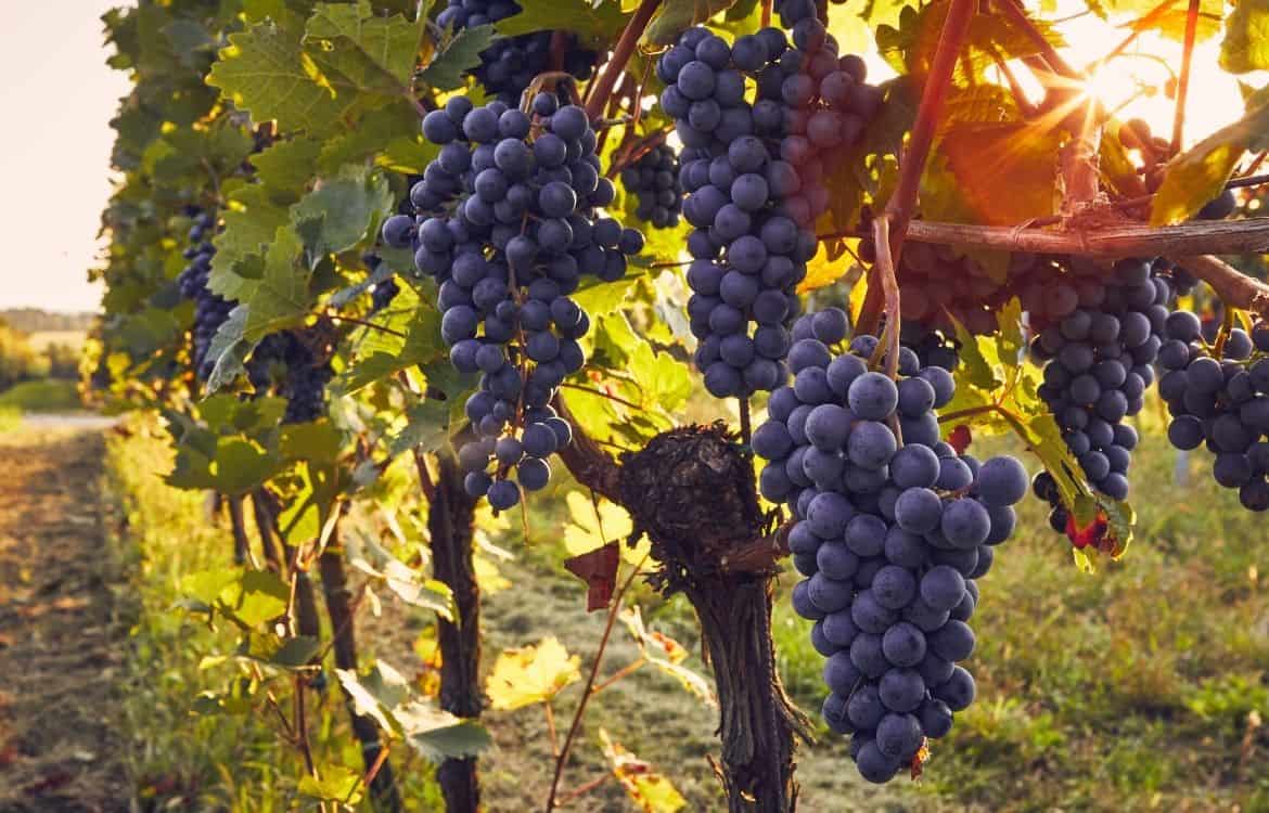 what-wine-is-the-sonoma-valley-known-for