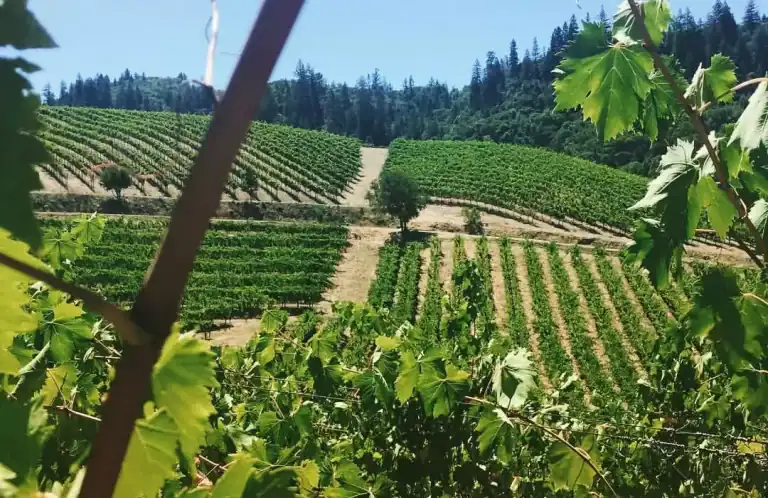 sustainable-vineyards-sonoma-valley